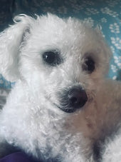 Snowball