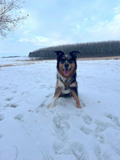 Aspen