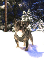 Axel