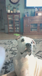 Tazer