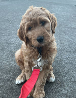 Winston