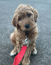 Winston