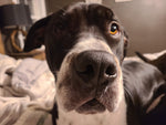 Nala