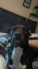 Buck