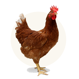 Humanely-raised chicken