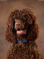 Cooper