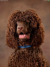 Cooper