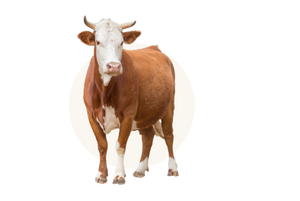 Pasture-raised, grass-fed beef