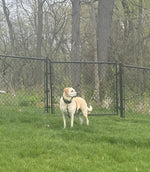 Cenley