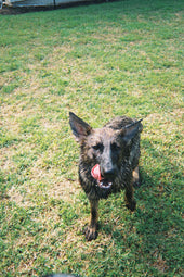 Lila 