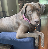 Hazel