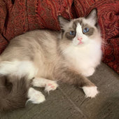 Lady ISABEAU D'Anjou