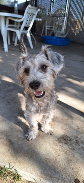 Elwood