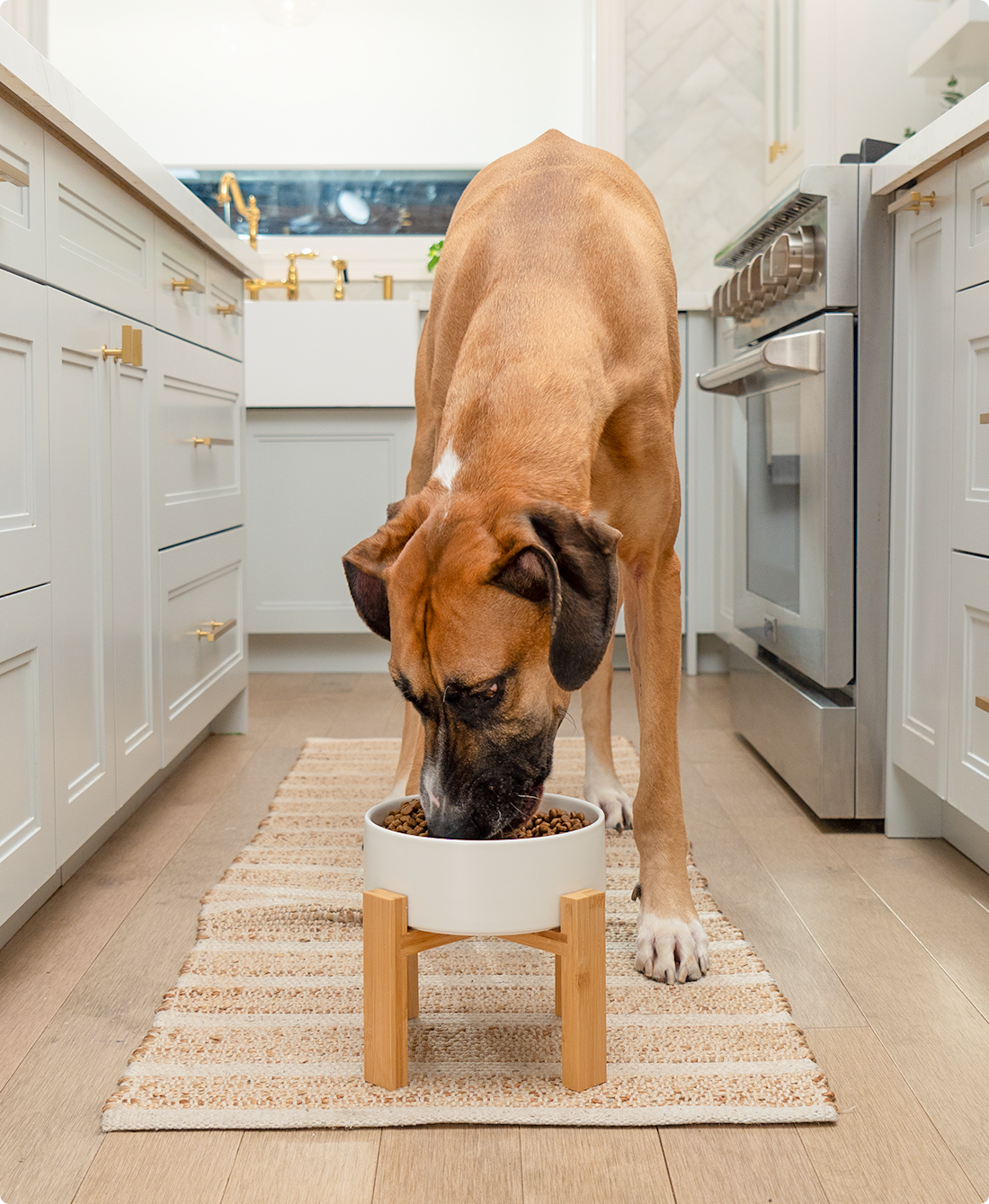 Goodbowl™ Grass-Fed Beef & Brown Rice Recipe for Dogs