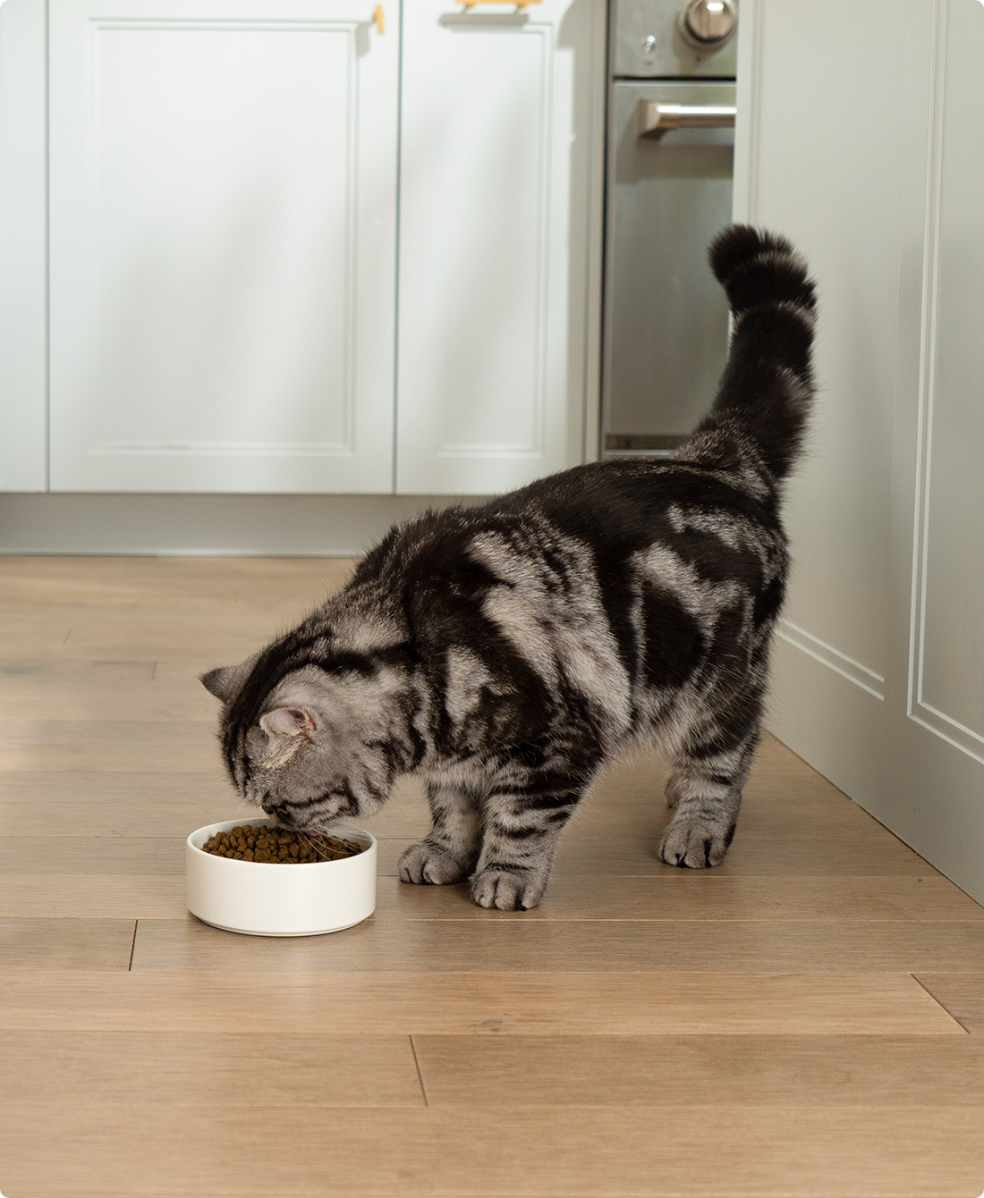 Goodbowl™ Harvest Chicken & Brown Rice Recipe for Cats