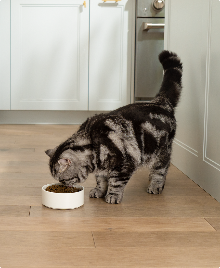 Goodbowl™ Harvest Chicken & Brown Rice Recipe for Cats