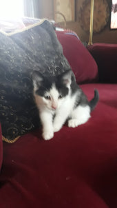 Prince Pepper