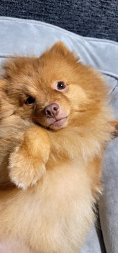 Astro