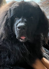 Louie