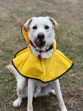 Ozzie Pawsborne Prince of Barkness