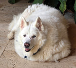 Tula