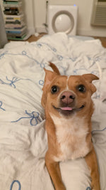 Diggy