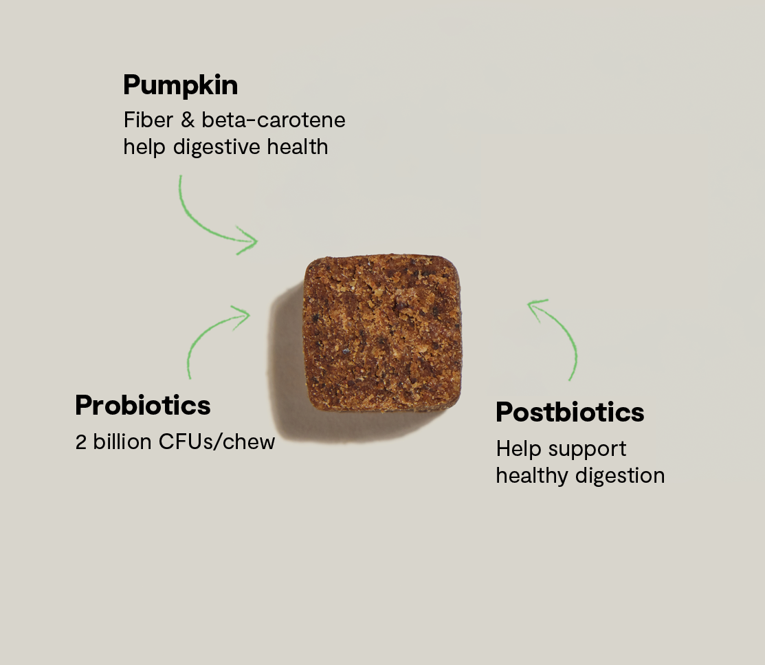 Probiotic Supplement Chews for Dogs