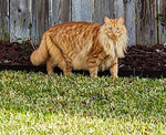 Sammy