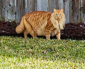 Sammy